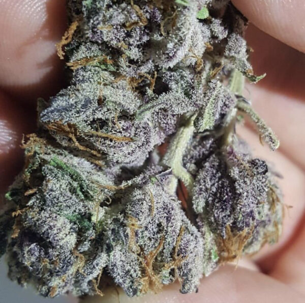 Buy Alien OG Cannabis online Cork, Weed for sale Dublin, Order marijuana hybrid near me Galway, weeds for sale Waterford,Drogheda,Letterkenny